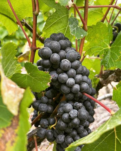 2022 Pinot Noir - Lenuzza Vineyards (Case of 6)